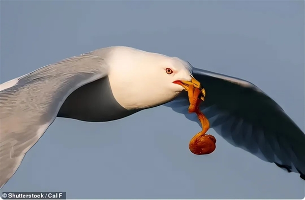 盛煌娱乐：放弃坚果狂吃肉 松鼠捕田鼠吃 尝过肉就停不下来