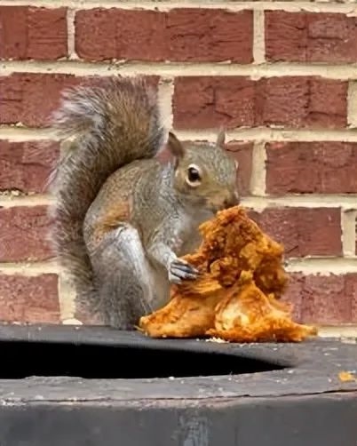 盛煌娱乐：放弃坚果狂吃肉 松鼠捕田鼠吃 尝过肉就停不下来