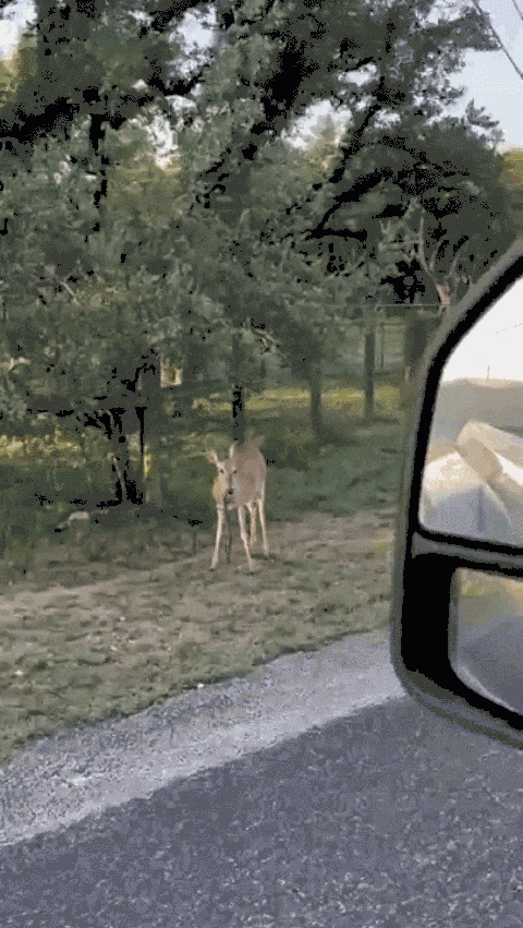 盛煌娱乐：放弃坚果狂吃肉 松鼠捕田鼠吃 尝过肉就停不下来